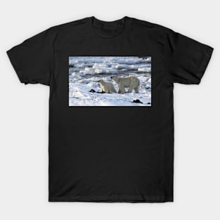 Polar Bear & Cub Tasting the Air, Churchill, Canada T-Shirt